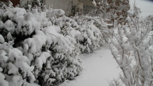 Bushes buried in snow